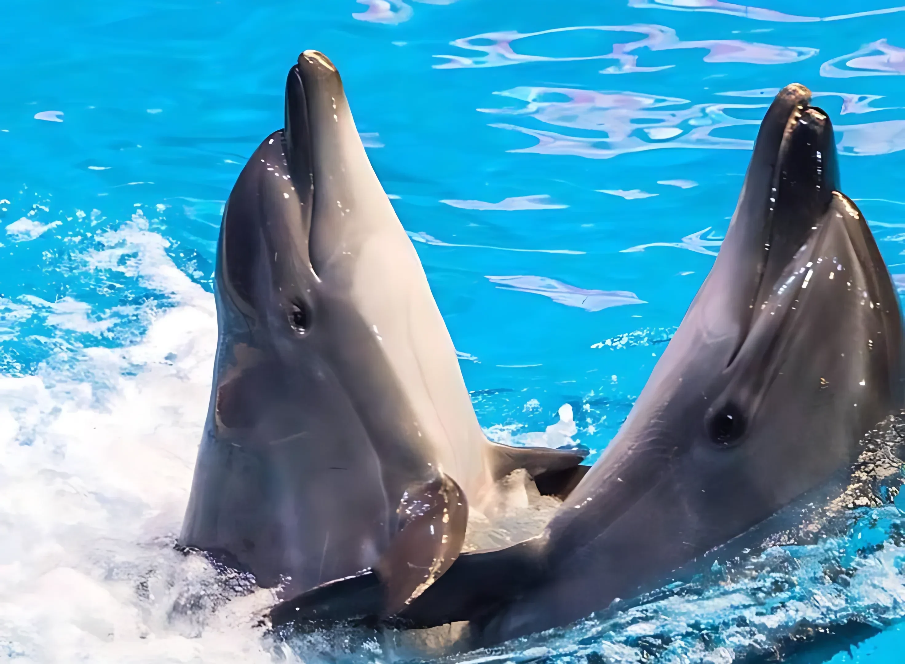 Dubai Dolphinarium - Image 2
