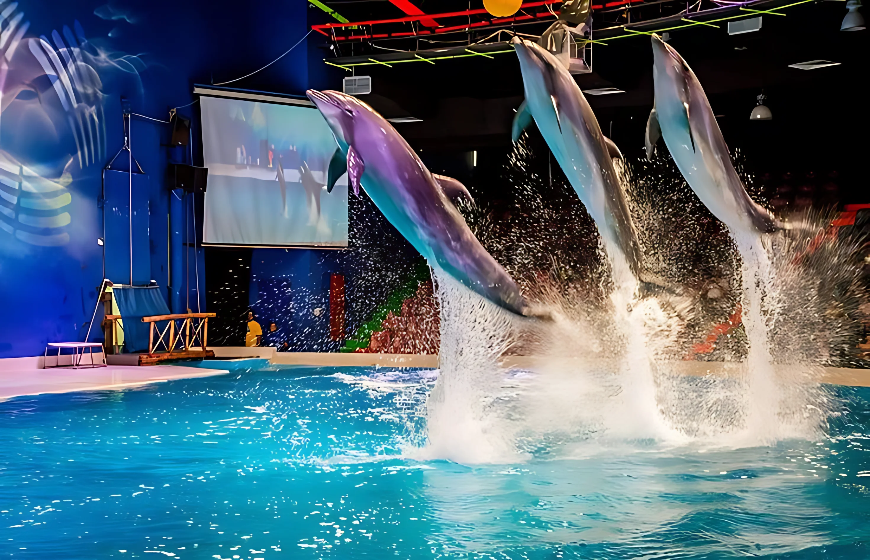 Dubai Dolphinarium - Image 3